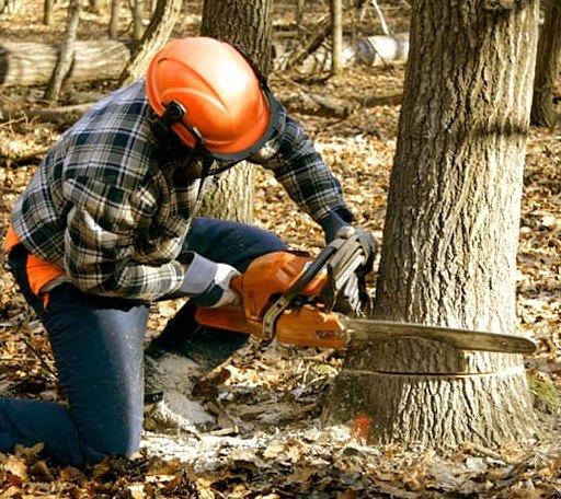 Tree Removal in Borup, MN